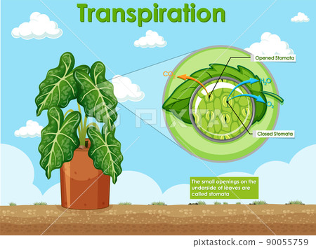 Diagram showing transpiration in plant Diagram showing transpiration in plant 90055759