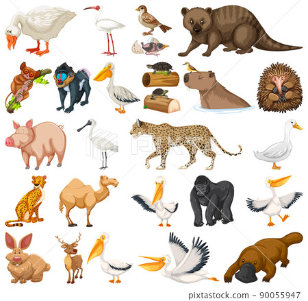 Different Types Of Animals With Pictures And Names