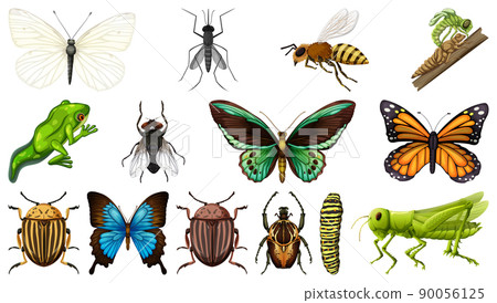 Different insects collection isolated on white background 90056125