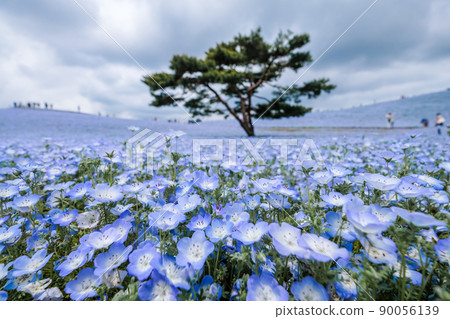 Famous nemophila field in Hitachinaka City, Ibaraki Prefecture Famous nemophila field in Hitachinaka City, Ibaraki Prefecture 90056139