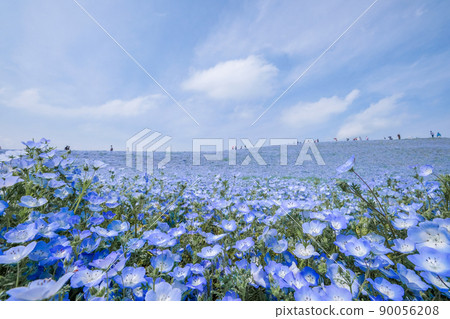 茨城縣常陸那珂市著名的鳳仙花田 茨城縣常陸那珂市著名的鳳仙花田 90056208