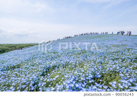 Famous nemophila field in Hitachinaka City, Ibaraki Prefecture Famous nemophila field in Hitachinaka City, Ibaraki Prefecture 90056243