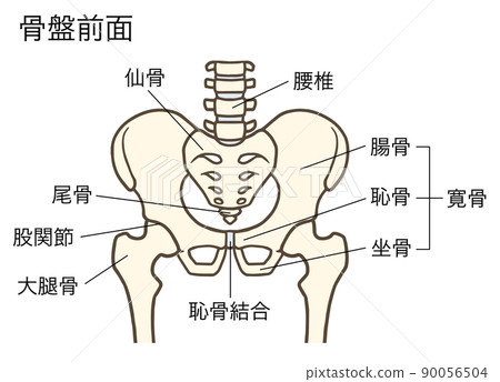 骨盆和髖關節（前）、腰椎、椎間盤、骶骨、骶骨、髂骨、恥骨、坐骨，解釋 90056504