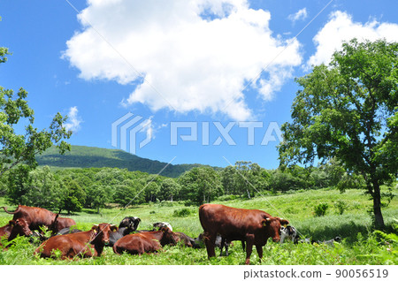 Cows on the plateau ranch in summer 90056519