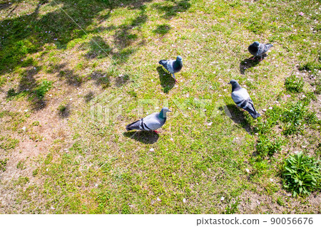 Pigeons, a symbol of peace, are playing in the Tenma River bank park. Please use it as an image of peace. Hiroshima Prefecture Pigeons, a symbol of peace, are playing in the Tenma River bank park. Please use it as an image of peace. Hiroshima Prefecture 90056676