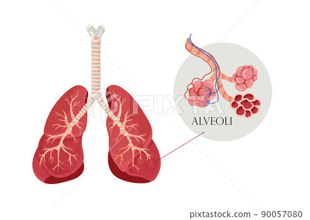 Anatomy alveoli. The air space in the lungs through which oxygen and carbon dioxide are exchanged. Vector illustration 90057080