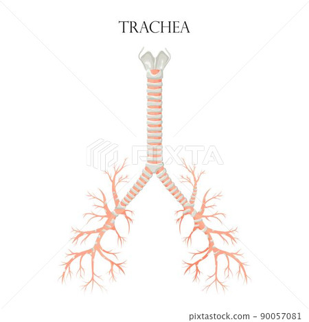Vector medical educational biological chart for trachea diagram. Anatomy illustration isolated white background 90057081