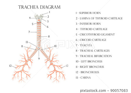 Vector medical educational biological chart for trachea diagram. Anatomy illustration isolated white background 90057083