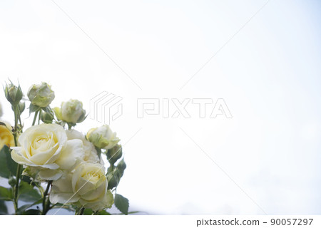 White rose bottom left 90057297