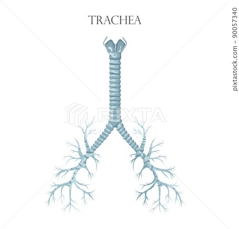 Vector medical educational biological chart for trachea diagram. Anatomy illustration isolated white background 90057340