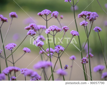 三尺馬鞭草開花的藥草園 三尺馬鞭草開花的藥草園 90057790