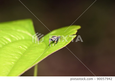 Yodanha Hetri 90057942