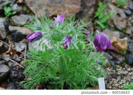 白馬五龍高山植物園 白馬五龍高山植物園 90058683