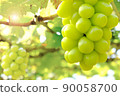 Hanging bunch of white grape with blurred green vineyard background 90058700