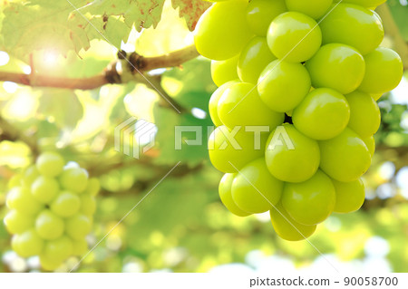 Hanging bunch of white grape with blurred green vineyard background Hanging bunch of white grape with blurred green vineyard background 90058700