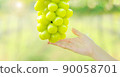 Big bunch of fresh green Shine Muscat grape in woman hand with blurred vineyard background 90058701