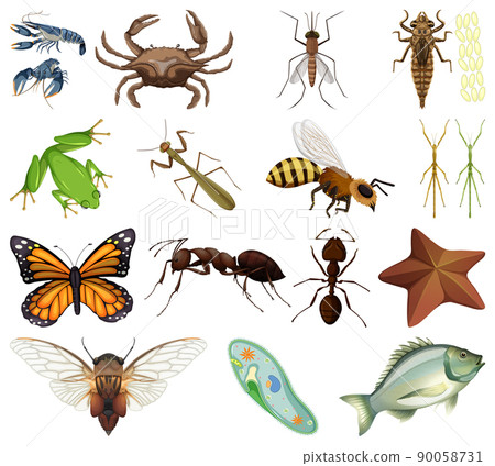 Different kinds of insects and animals on white background Different kinds of insects and animals on white background 90058731