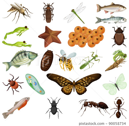Different kinds of insects and animals on white background 90058734