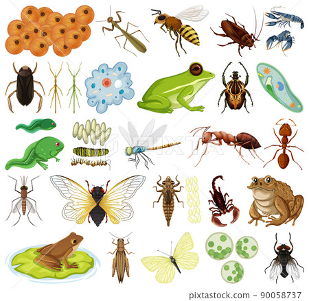 Different kinds of insects and animals on white background Different kinds of insects and animals on white background 90058737