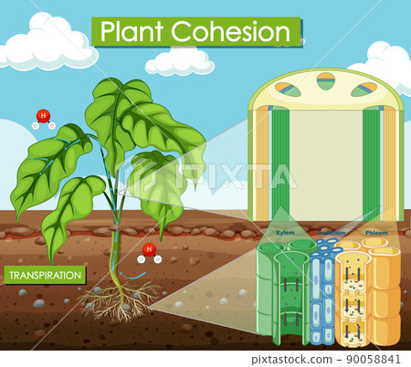 Diagram showing plant cohesion Diagram showing plant cohesion 90058841
