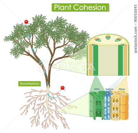Diagram showing plant cohesion 90058845
