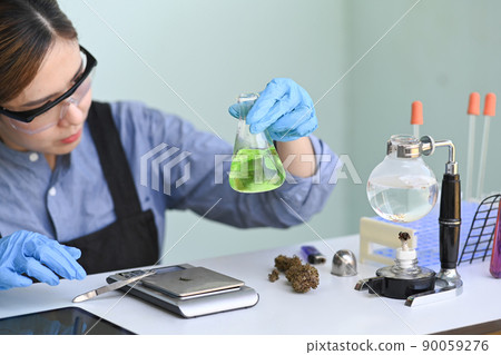 Scientist testing and analyzing cannabis plants for the extraction of medicinal oil. Alternative herbal medicine concept. 90059276