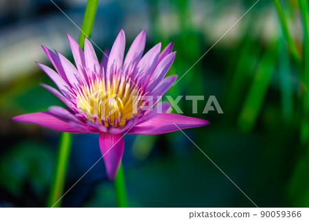 Lotus flower (Tropical water-lily) Lotus flower (Tropical water-lily) 90059366