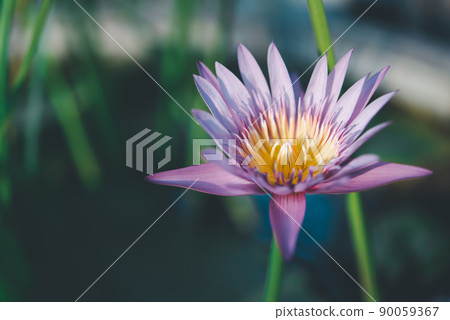 Lotus flower (Tropical water-lily) Lotus flower (Tropical water-lily) 90059367