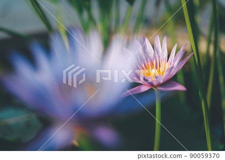 Lotus flower (Tropical water-lily) Lotus flower (Tropical water-lily) 90059370
