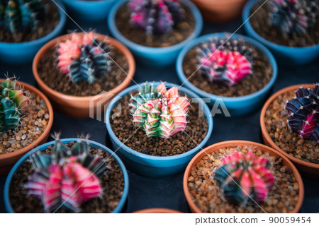 Cactus and Cactus flowers popular for decorative Cactus and Cactus flowers popular for decorative 90059454