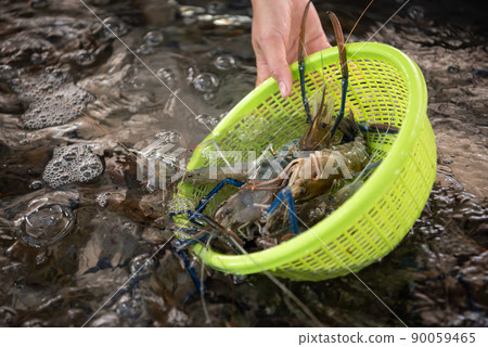 Fresh raw shrimp at Thai seafood market Fresh raw shrimp at Thai seafood market 90059465