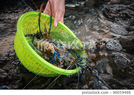 Fresh raw shrimp at Thai seafood market Fresh raw shrimp at Thai seafood market 90059466