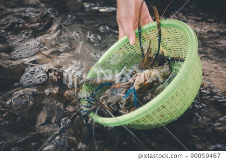 Fresh raw shrimp at Thai seafood market Fresh raw shrimp at Thai seafood market 90059467