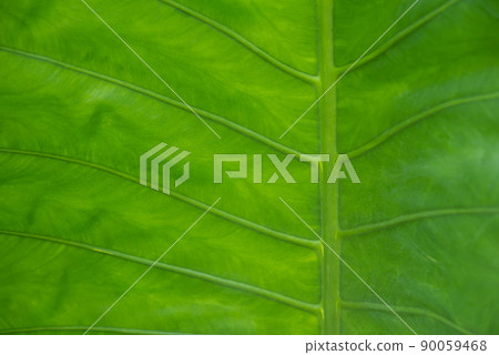 Greenery background of nature plant and leaf Greenery background of nature plant and leaf 90059468