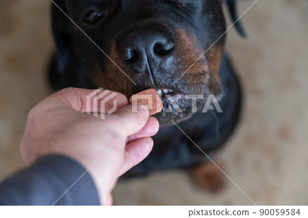 Man feeds chewable tablet to fleas and ticks to his pet. An oral veterinary drug is placed by hand into the open mouth Rottweiler. Large black dog sits on the floor of a living room. Selective focus 90059584