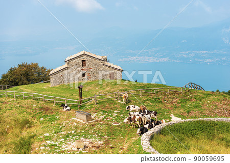 Baldo Mountain and Garda Lake - Herd of Cows Grazing in Mountain 90059695