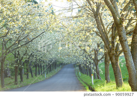 A row of yellow cherry trees, the beginning of a refreshing morning, Akita Prefecture 90059927