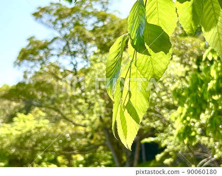 Glittering green leaves in the summer sunbeams 90060180