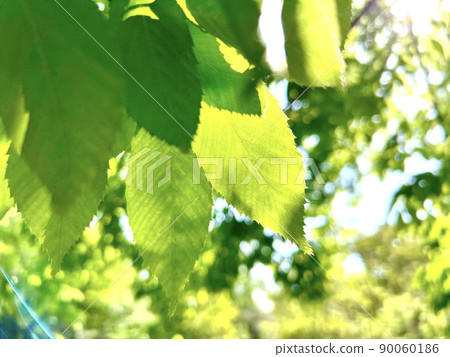 Glittering green leaves in the summer sunbeams 90060186