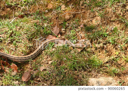 Striped snake 14 90060265