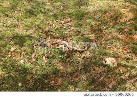 Striped snake 15 90060266