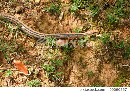 Striped snake 16 Striped snake 16 90060267