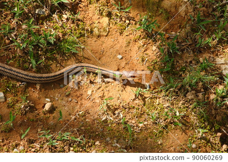 條紋蛇 17 90060269