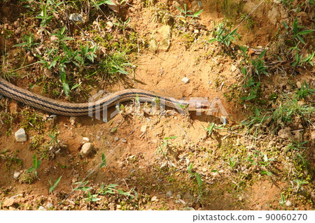 條紋蛇 18 90060270