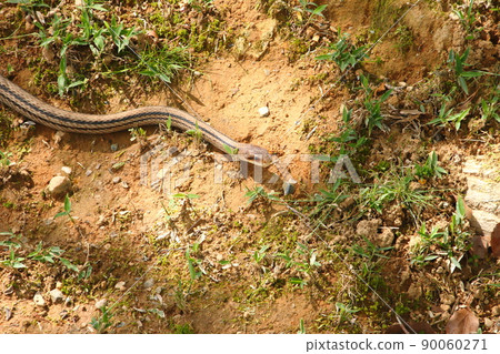 條紋蛇 19 90060271