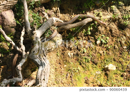 條紋蛇61 90060439