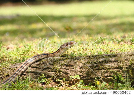 Striped snake 78 Striped snake 78 90060462