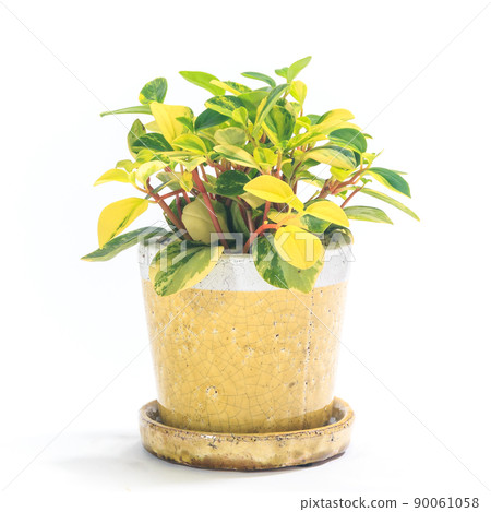 觀葉植物盆栽，Peperomia Gravera [白色背景] 90061058