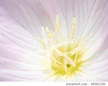 月見草雄蕊的微距攝影 90061206