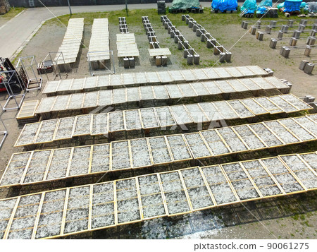 初夏在北海道音部町音部漁港拍攝小女孩（沙槍魚苗）加工乾燥的風景 90061275